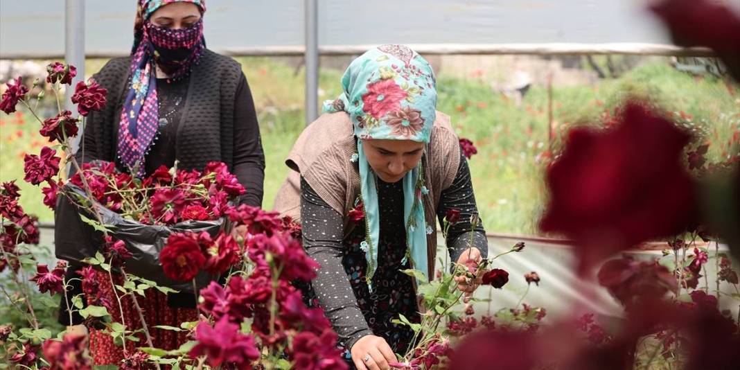 Yetiştiği toprağa sadık tek ürün! Tescilli ‘Karagülde’ hasat vakti 3